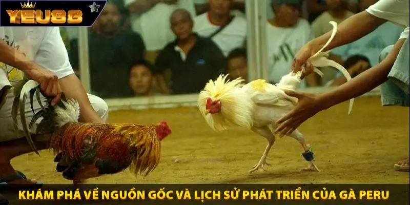 Khám phá về nguồn gốc và lịch sử phát triển của gà Peru